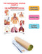 The Respiratory System : Reference Educational Wall Chart By Dreamland Publications