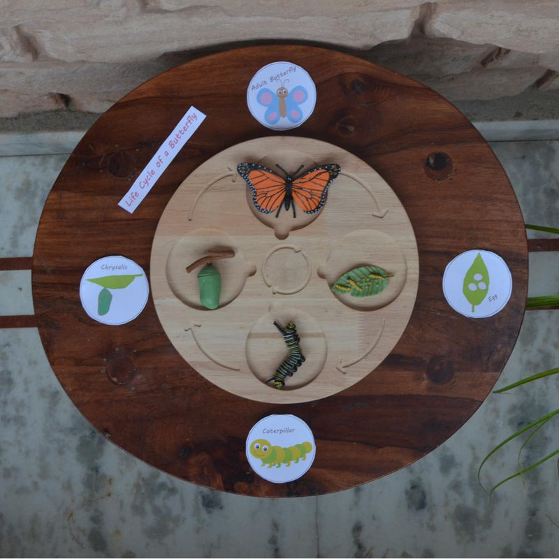 Wooden Life Cycle Board, Nature and Science Learning Aid