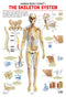 The Skeletal System : Reference Educational Wall Chart By Dreamland Publications