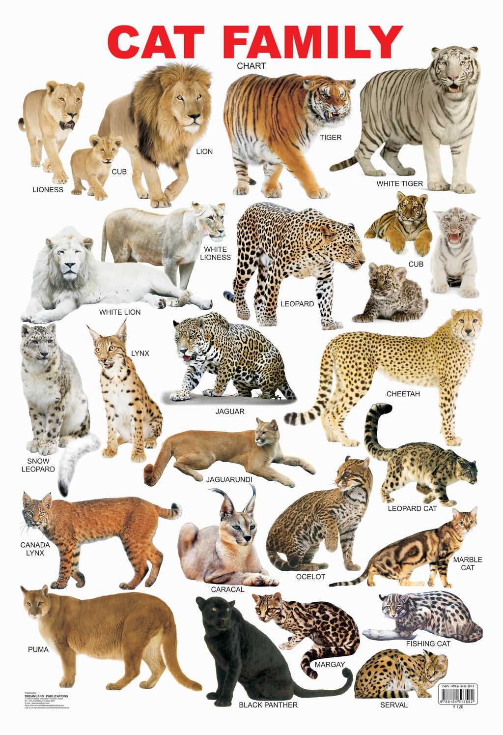 Lion List Of All Wild Cats Mountain Cat Wild Big Cats In Usa