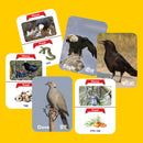 Clapjoy Brids flash card for kids of age 2 years and Above