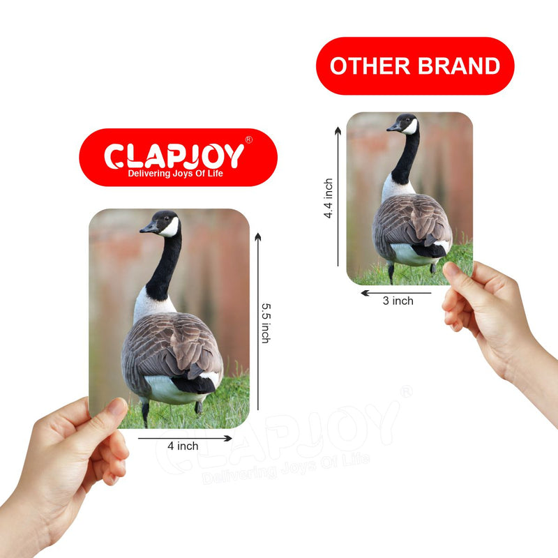 Clapjoy Brids flash card for kids of age 2 years and Above