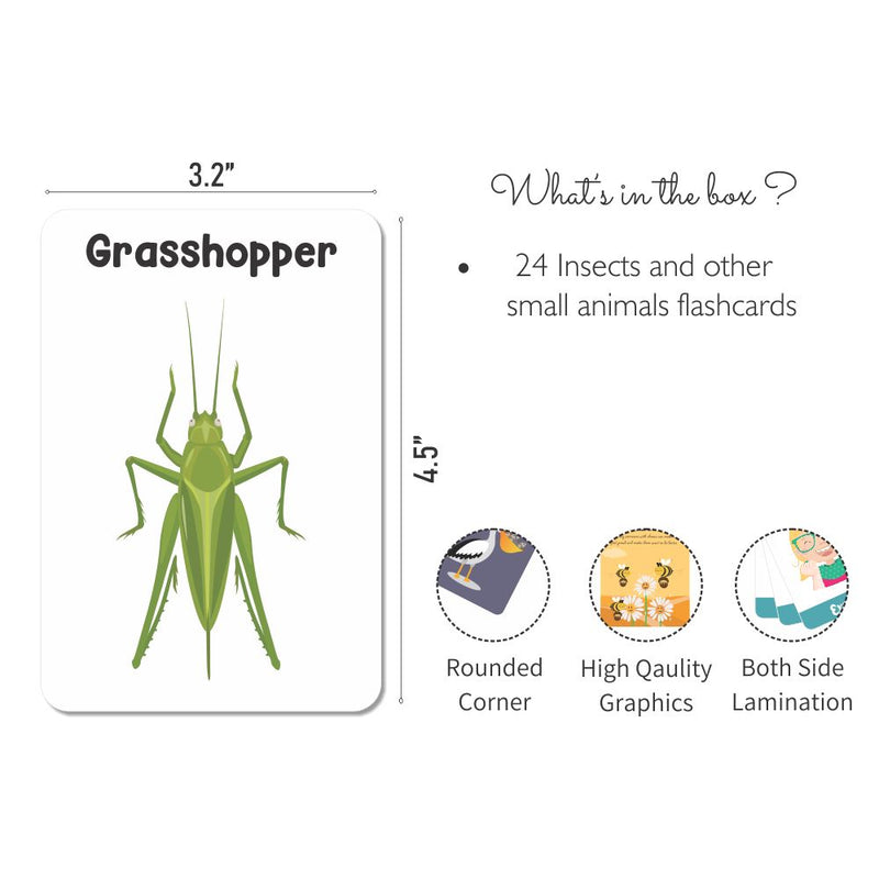 Insects & other small animals Flashcards - Pack of 24