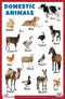 Domestic Animals - Thick Laminated Primary Chart