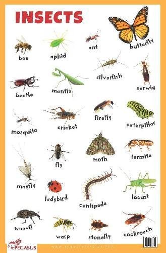 Insects - Thick Laminated Primary Chart