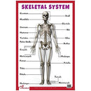 Skeletal System - Thick Laminated Primary Chart: Human Body Charts