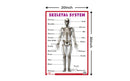 Skeletal System - Thick Laminated Primary Chart: Human Body Charts