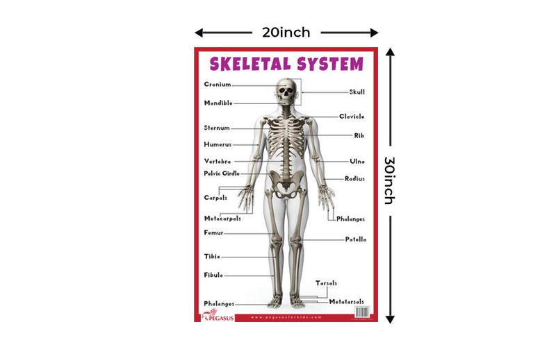 Skeletal System - Thick Laminated Primary Chart: Human Body Charts