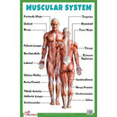 Muscular System - Thick Laminated Primary Chart: Human Body Charts