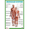 Muscular System - Thick Laminated Primary Chart: Human Body Charts