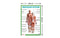 Muscular System - Thick Laminated Primary Chart: Human Body Charts