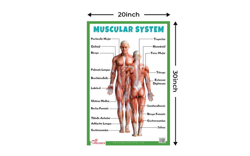 Muscular System - Thick Laminated Primary Chart: Human Body Charts