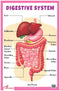 Digestive System - Thick Laminated Primary Chart