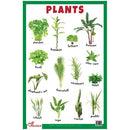 Plants - Thick Laminated Primary Chart