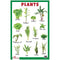 Plants - Thick Laminated Primary Chart