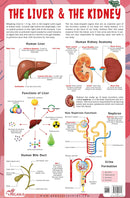 The Liver & The Kidney - Thick Laminated Chart