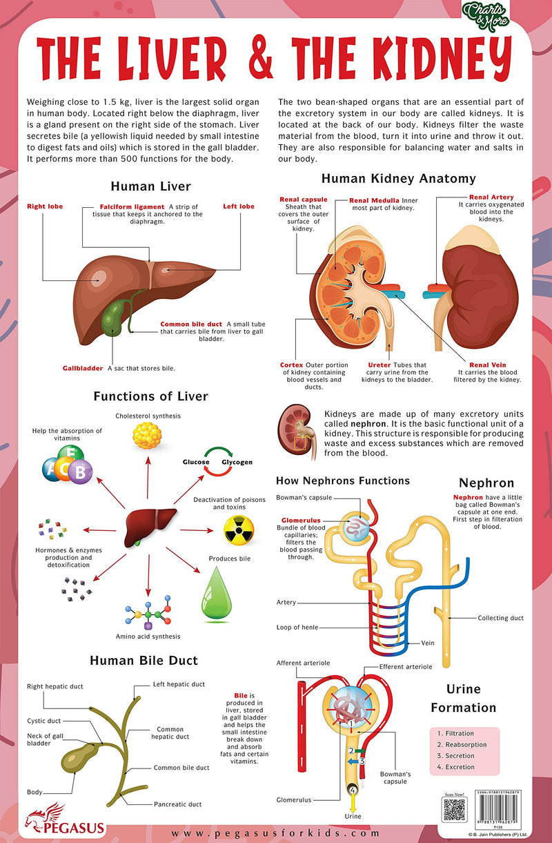 The Liver & The Kidney - Thick Laminated Chart