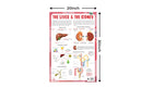 The Liver & The Kidney - Thick Laminated Chart