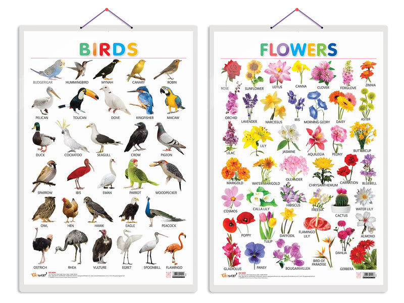 Set of 2 Birds and Flowers Early Learning Educational Charts for Kids | 20"X30" inch |Non-Tearable and Waterproof | Double Sided Laminated | Perfect for Homeschooling, Kindergarten and Nursery Students