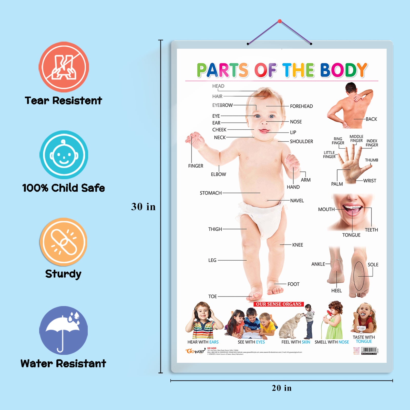 JoGenii|Set-of-6-Parts-of-the-Body,-Transport,-MATHS-KEYWORDS,-MONTHS ...