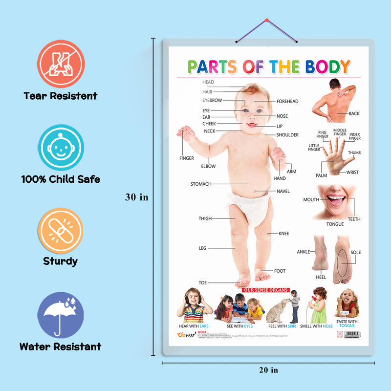 Set of 6 Parts of the Body, Transport, MATHS KEYWORDS, MONTHS OF THE YEAR AND DAYS OF THE WEEK, DAILY ROUTINE and PHONICS - 1 Early Learning Educational Charts for Kids