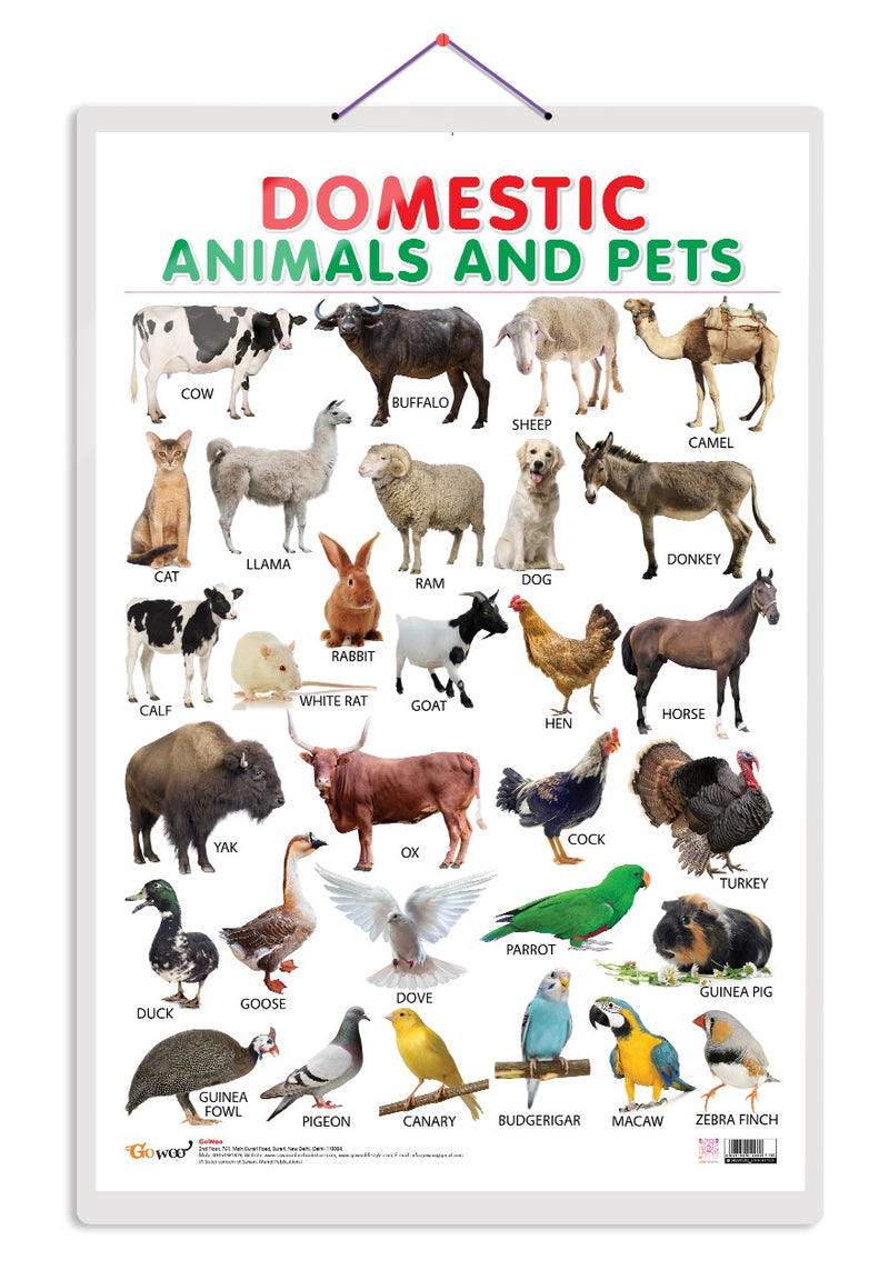 Domestic Example What Are Domestic Animals With Examples