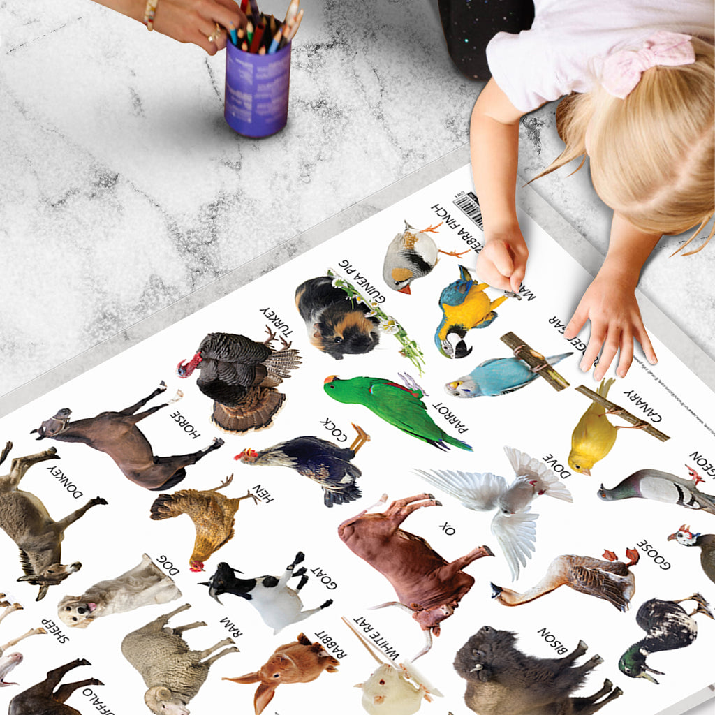 JoGenii | GOWOO - Domestic Animals and Pets