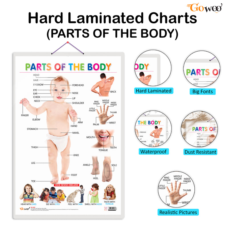 Set of 4 Domestic Animals and Pets, Wild Animals, Birds and Parts of the Body Early Learning Educational Charts for Kids | 20"X30" inch |Non-Tearable and Waterproof | Double Sided Laminated | Perfect for Homeschooling, Kindergarten and Nursery Students