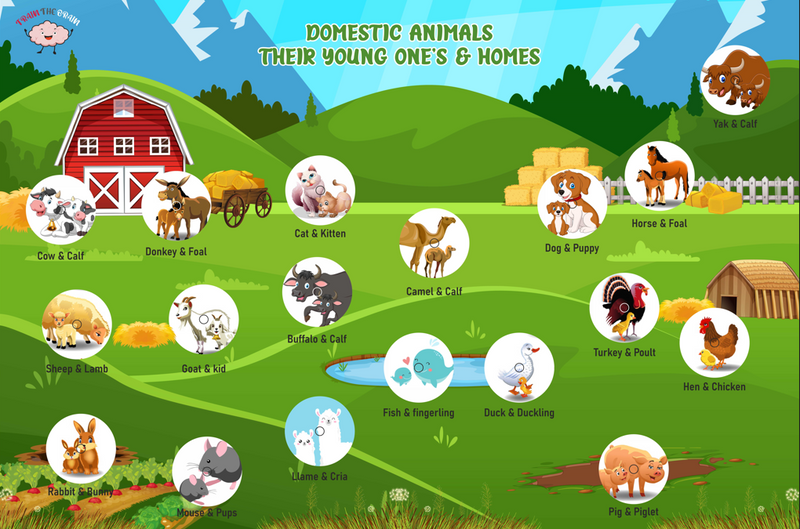 DOMESTIC ANIMALS ACTIVITY MAT