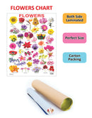 Flower : Reference Educational Wall Chart By Dreamland Publications