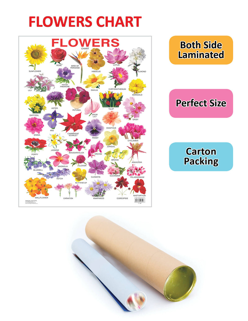 Flower : Reference Educational Wall Chart By Dreamland Publications