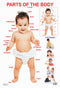Parts of The Body : Reference Educational Wall Chart By Dreamland Publications