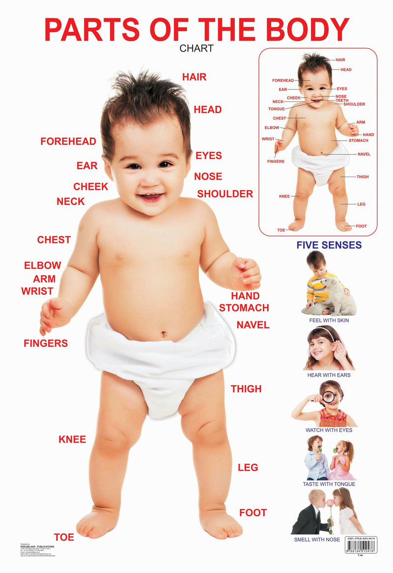 Parts of The Body : Reference Educational Wall Chart By Dreamland Publications
