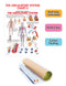 The Circulatory System : Reference Educational Wall Chart By Dreamland Publications 9788184511260