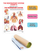 The Respiratory System : Reference Educational Wall Chart By Dreamland Publications