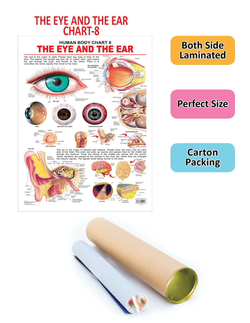 The Eye & the Ear : Reference Educational Wall Chart By Dreamland Publications 9788184511291