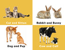 Baby Animals : A to Z Learning