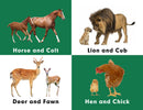 Baby Animals : A to Z Learning