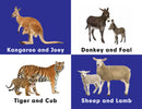 Baby Animals : A to Z Learning