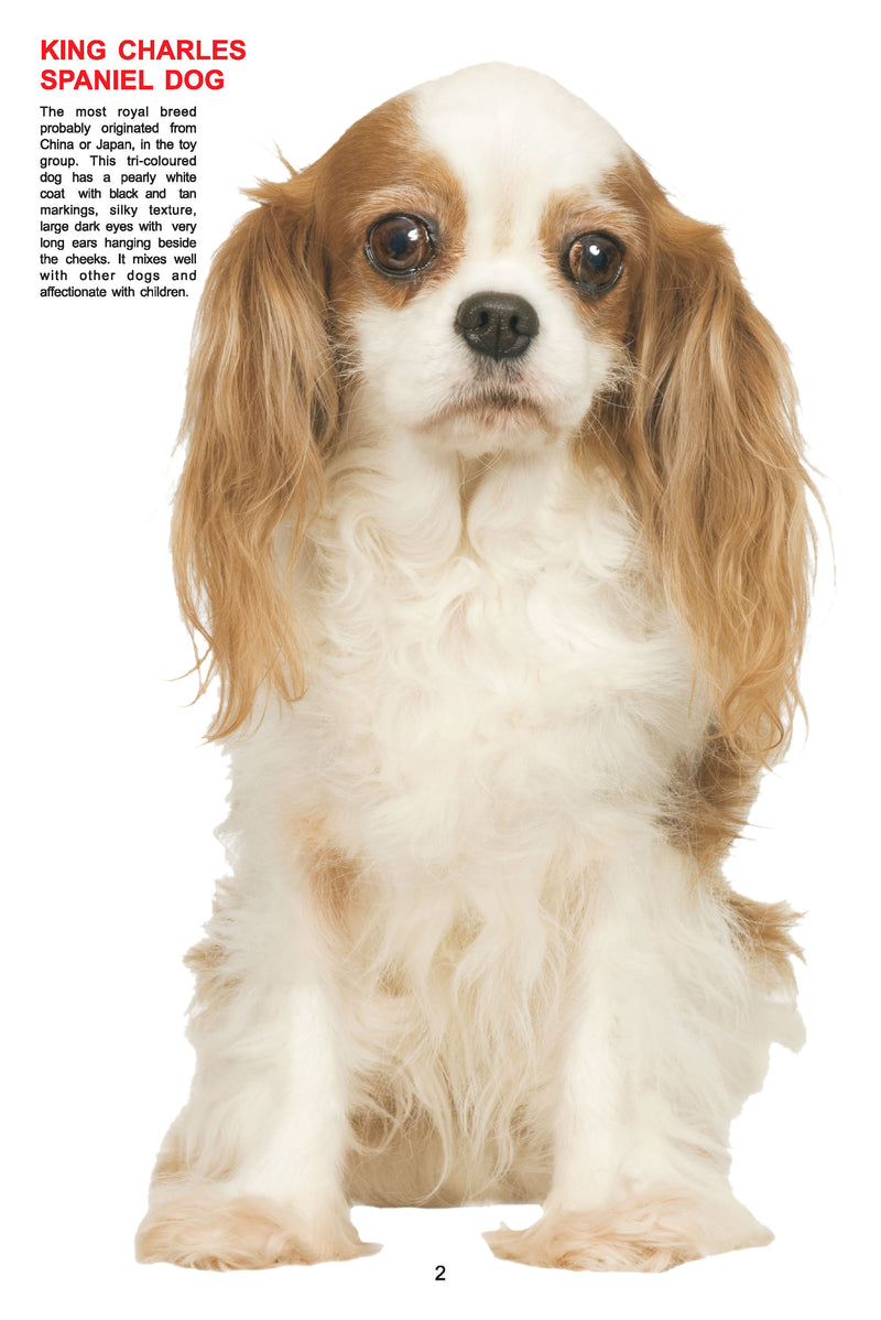 My Jumbo Book - DOG : Early Learning Children Book By Dreamland Publications 9788184516210