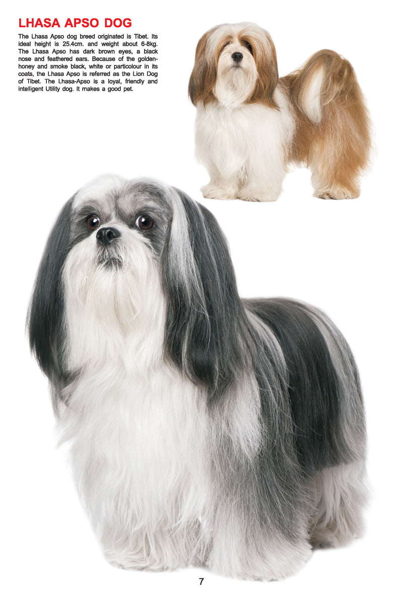 My Jumbo Book - DOG : Early Learning Children Book By Dreamland Publications 9788184516210