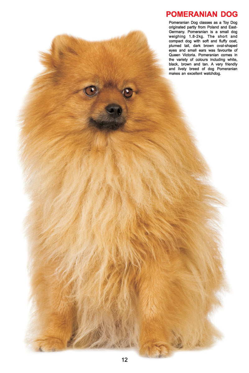 My Jumbo Book - DOG : Early Learning Children Book By Dreamland Publications 9788184516210