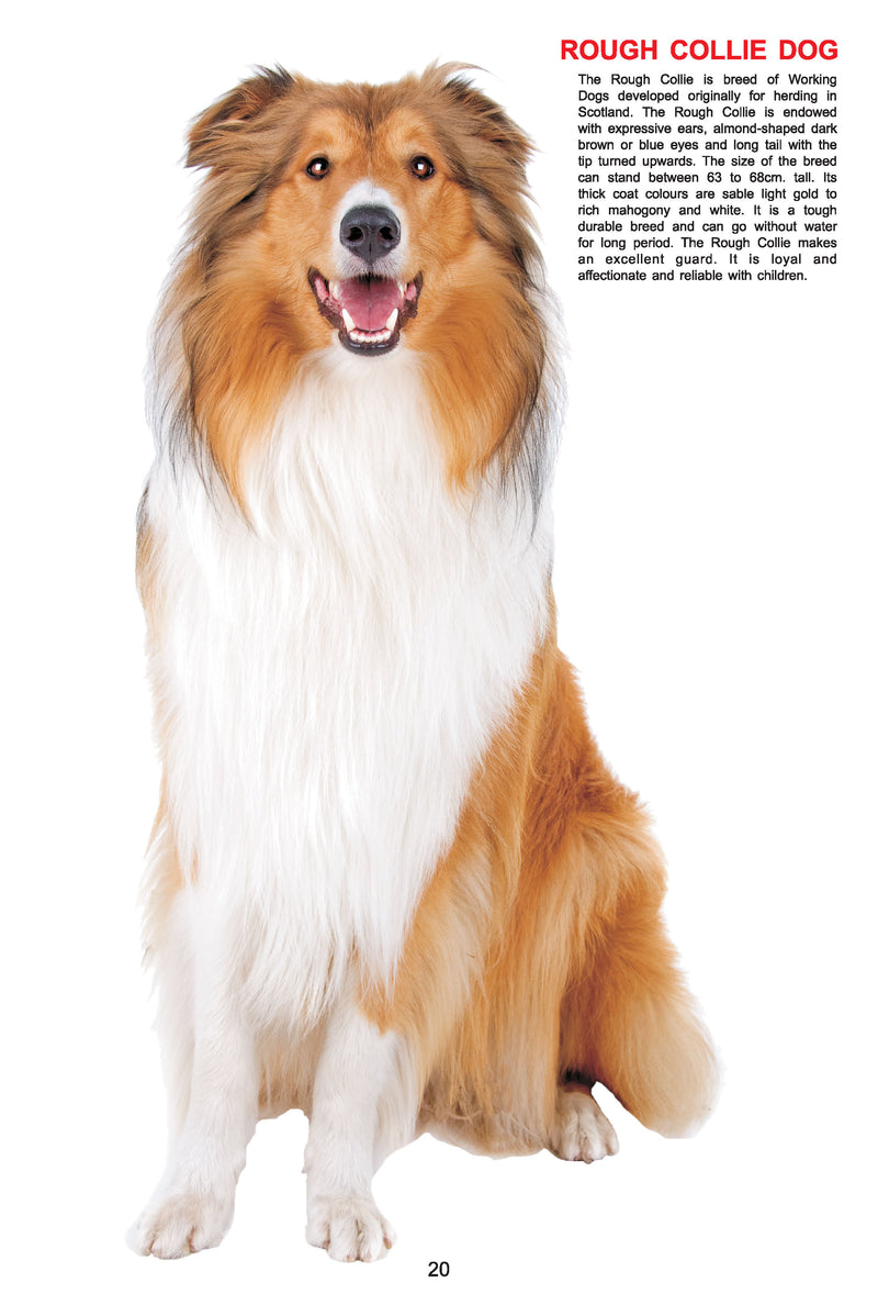 My Jumbo Book - DOG : Early Learning Children Book By Dreamland Publications 9788184516210