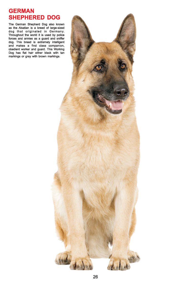 My Jumbo Book - DOG : Early Learning Children Book By Dreamland Publications 9788184516210