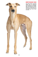 My Jumbo Book - DOG : Early Learning Children Book By Dreamland Publications 9788184516210