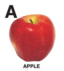 First Padded Board Book - Gift Pack (10 Titles) : Early Learning Children Book By Dreamland Publications