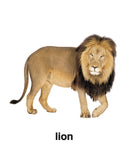 First Padded Board Book - Gift Pack (10 Titles) : Early Learning Children Book By Dreamland Publications