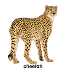 First Padded Board Book - Gift Pack (10 Titles) : Early Learning Children Book By Dreamland Publications