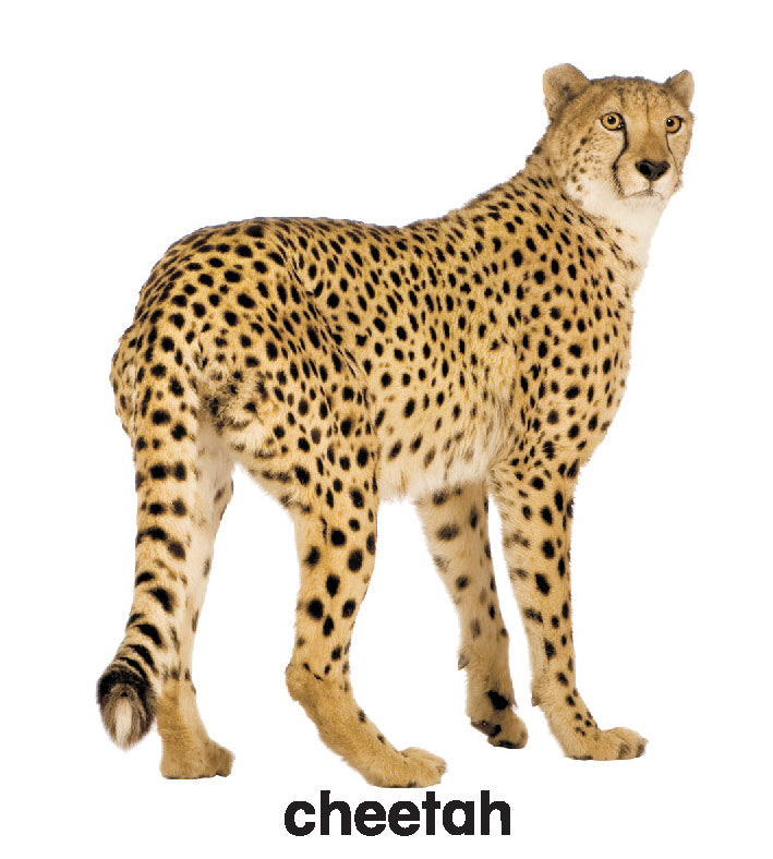 First Padded Board Book - Gift Pack (10 Titles) : Early Learning Children Book By Dreamland Publications