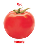 First Padded Board Book - Gift Pack (10 Titles) : Early Learning Children Book By Dreamland Publications